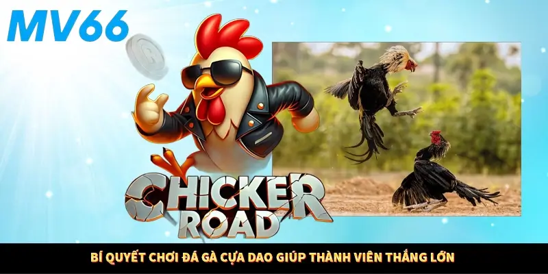 Bí quyết chơi đá gà cựa dao giúp thành viên thắng lớn