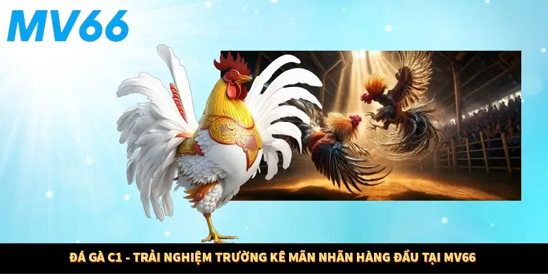 Đá Gà C1 MV66 - Trải Nghiệm Trường Kê Mãn Nhãn Hàng Đầu