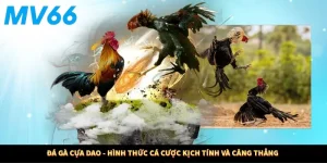 Đá Gà Cựa Dao - Hình Thức Cá Cược Kịch Tính Và Căng Thẳng