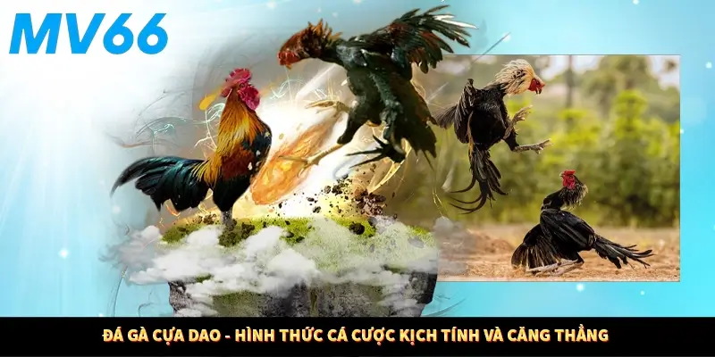 Đá Gà Cựa Dao - Hình Thức Cá Cược Kịch Tính Và Căng Thẳng