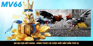 Đá Gà Cựa Sắt MV66 - Hình Thức Cá Cược Đầy Hấp Dẫn Thú Vị