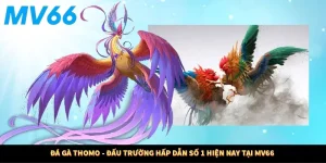 Đá Gà Thomo - Đấu Trường Hấp Dẫn Số 1 Hiện Nay Tại MV66