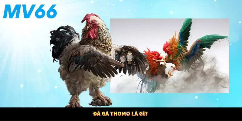 Đá gà Thomo là gì?