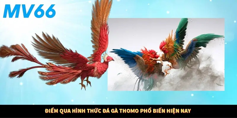 Điểm qua hình thức đá gà Thomo phổ biến hiện nay
