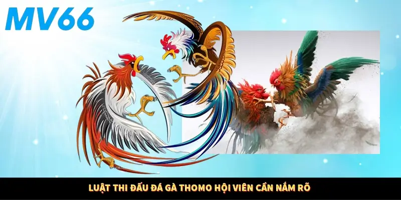 Luật thi đấu đá gà Thomo hội viên cần nắm rõ