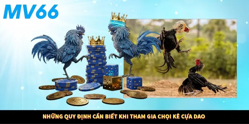 Những quy định cần biết khi tham gia chọi kê cựa dao