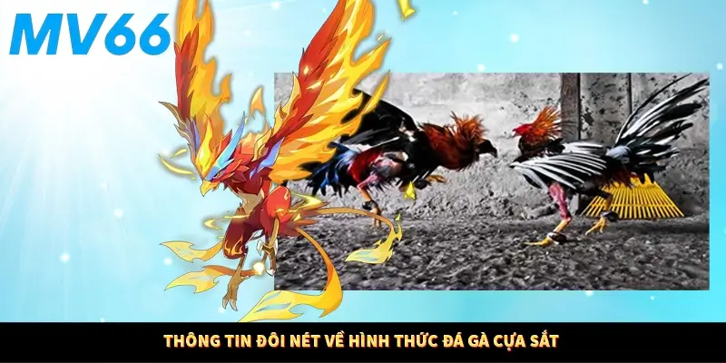 Thông tin đôi nét về hình thức đá gà cựa sắt