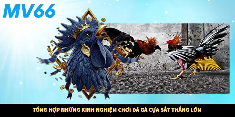 Tổng hợp những kinh nghiệm chơi đá gà cựa sắt thắng lớn