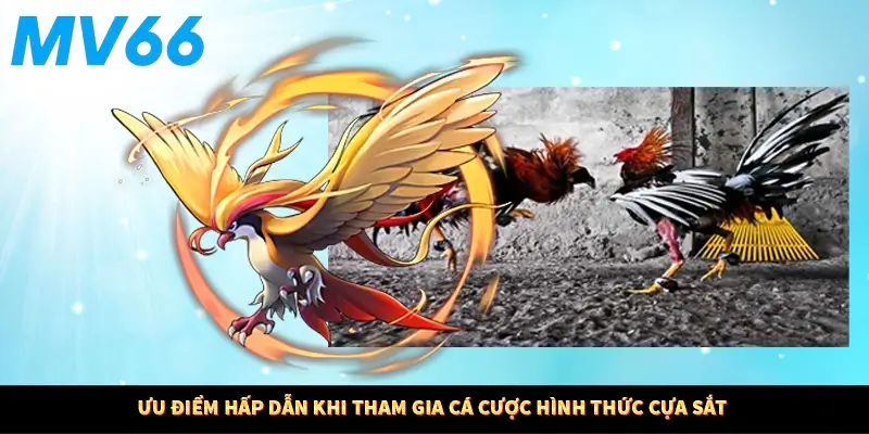 Ưu điểm hấp dẫn khi tham gia cá cược hình thức cựa sắt