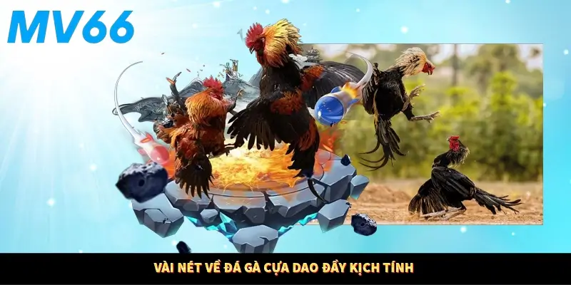 Vài nét về đá gà cựa dao đầy kịch tính