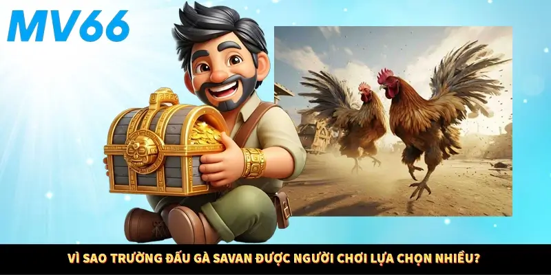 Vì sao trường đấu gà Savan được người chơi lựa chọn nhiều?